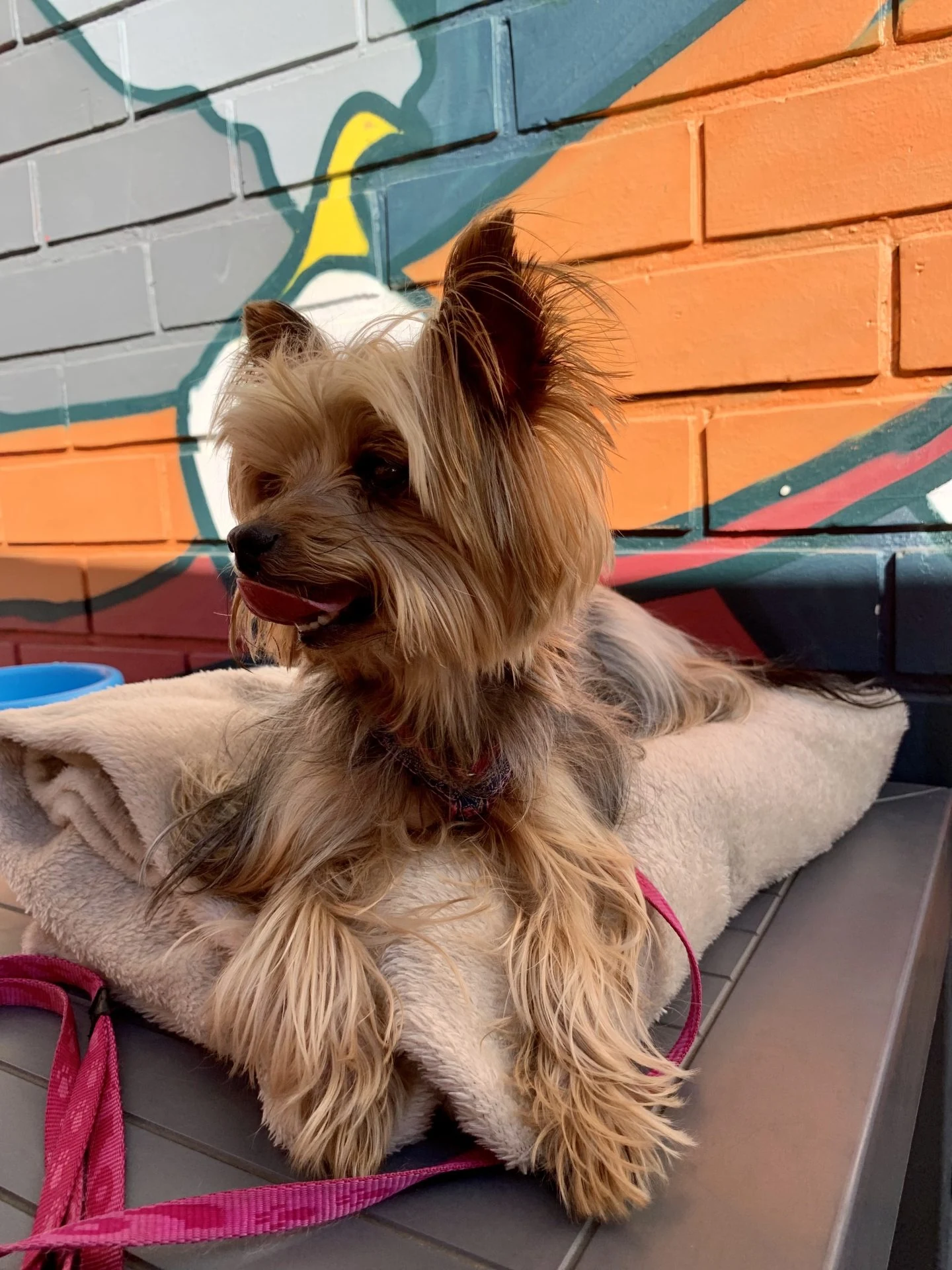 A small dog relaxing on a cushion at The Break Room